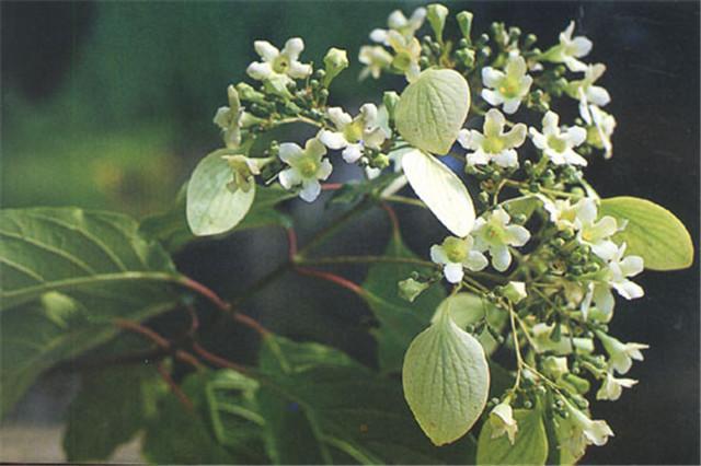 祥林嫂读后感 第1张
