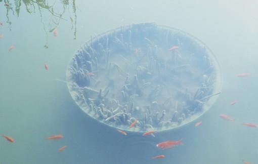 龙狗娶公主 第1张