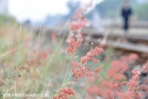 诗歌：小鸟 第1张