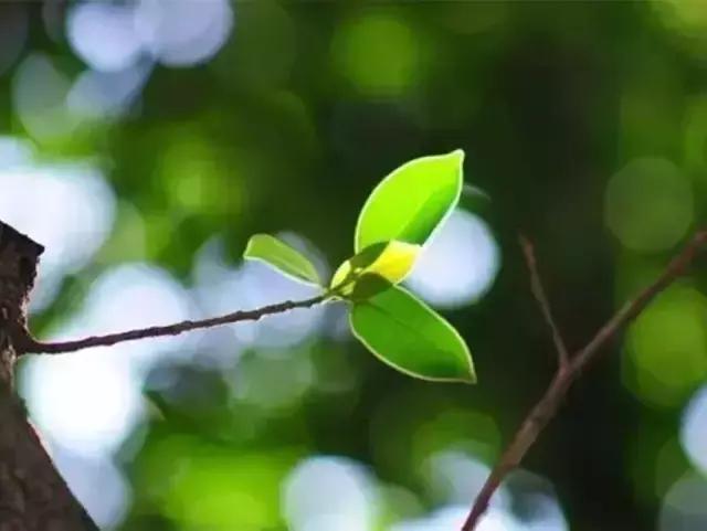 假如我变成…… - 诗歌 第1张