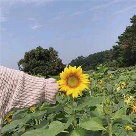 关于种地、种庄稼的哲理谚语、民谚、农谚 第1张