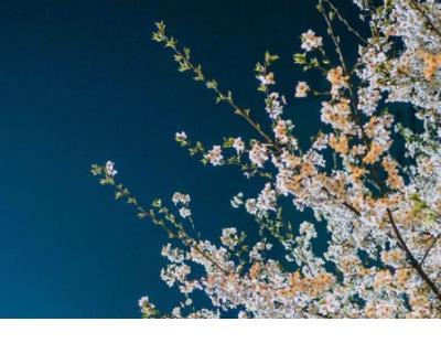 读朝花夕拾有感 第1张