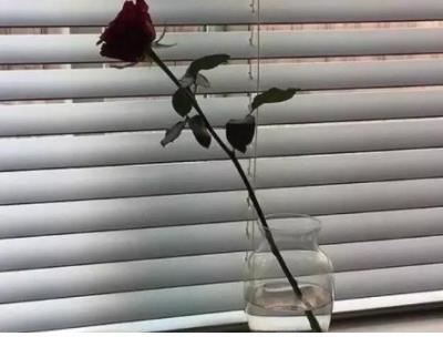 时代广场的蟋蟀读后感 第1张