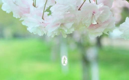 “歹刘黄”的传说——牡丹花七 第1张